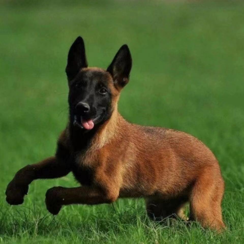 马犬活体纯种马犬幼犬看家护院犬比利时爆红赛级畜牧