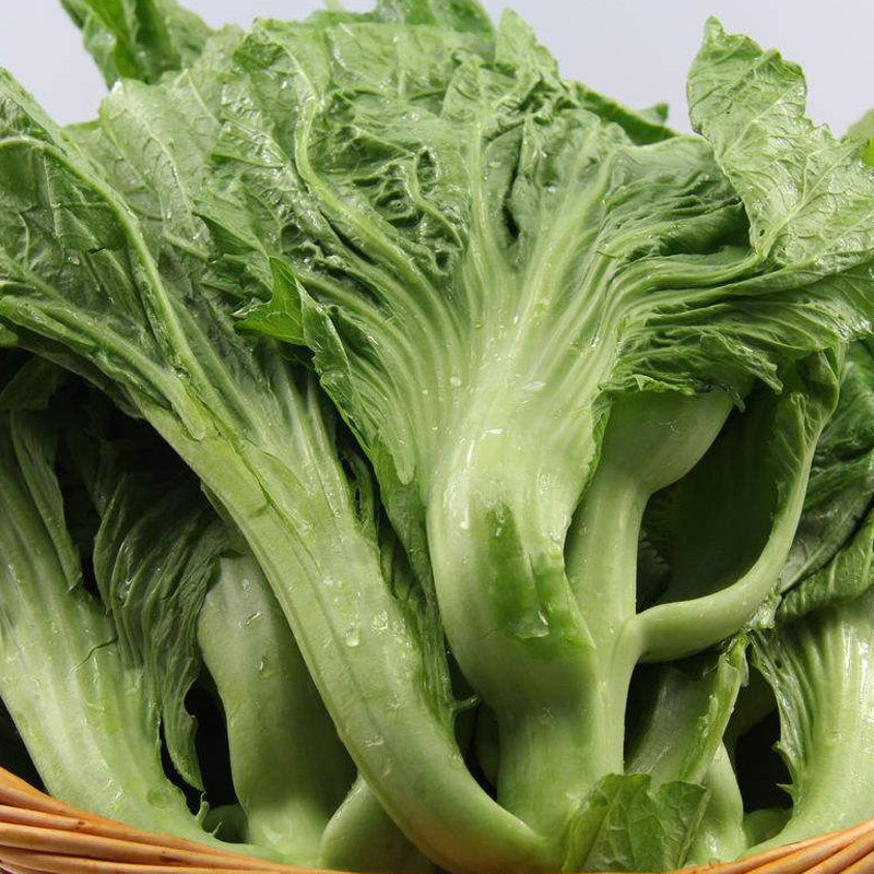 长耕高钙菜种籽水东鸡心芥菜种子广东东特速生家庭园艺种子