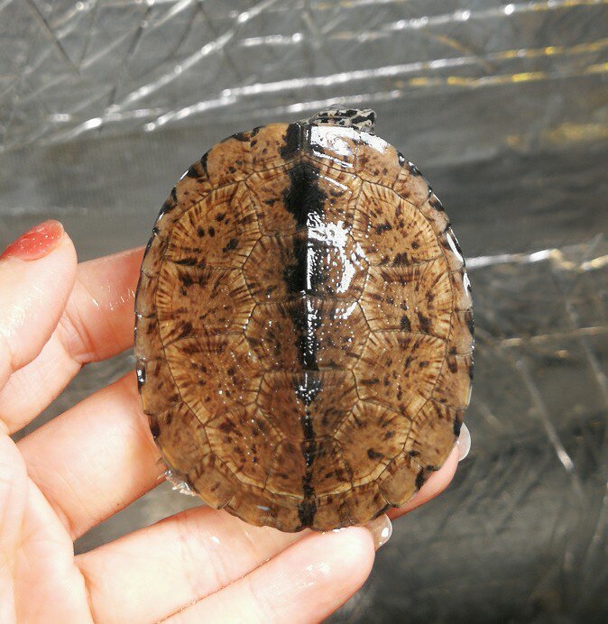 黑森林侧颈龟圆澳龟稀有有水乌龟变异深水木纹龟