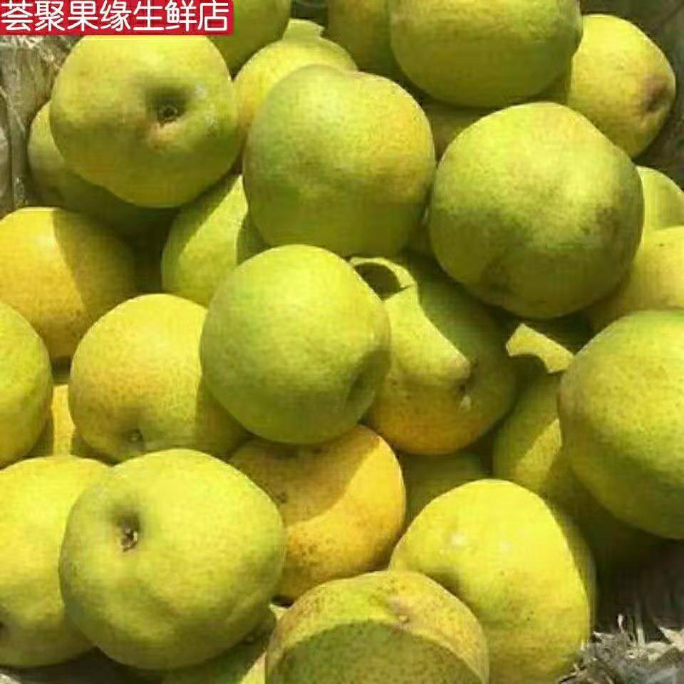 河北鸭广梨渣子梨疙瘩梨鸭儿广梨新鲜水果5斤现摘现发产地直邮