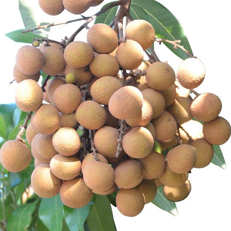 顺丰现货龙眼新鲜水果广东高州储良石硖鲜桂圆龙眼
