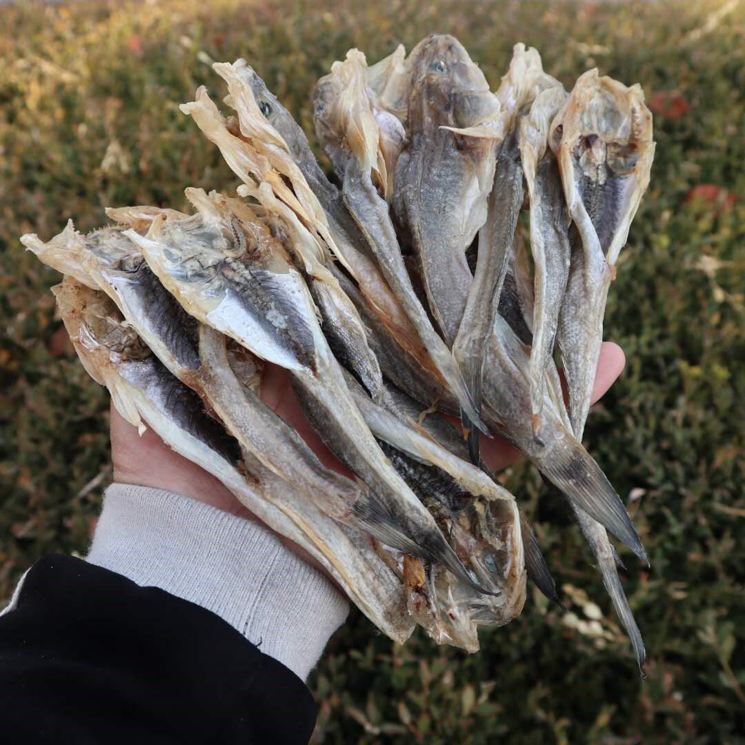 鱼干淡干无盐丹东胖头海鱼干海鲶鱼扔巴海鲜手机保护套