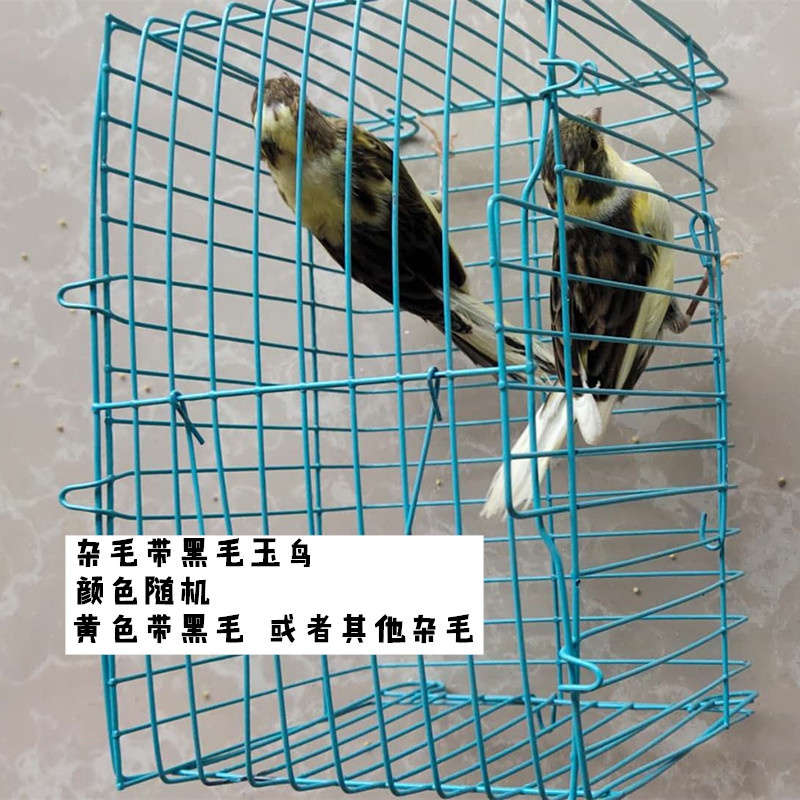 玉鸟黄辣椒公包鸟单桂皮辣椒橘黄扬州芙蓉黄橘黄鸟