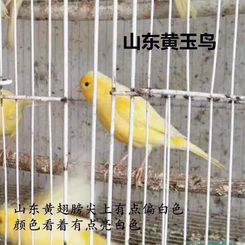 玉鸟黄辣椒公包鸟单桂皮辣椒橘黄扬州芙蓉黄橘黄鸟