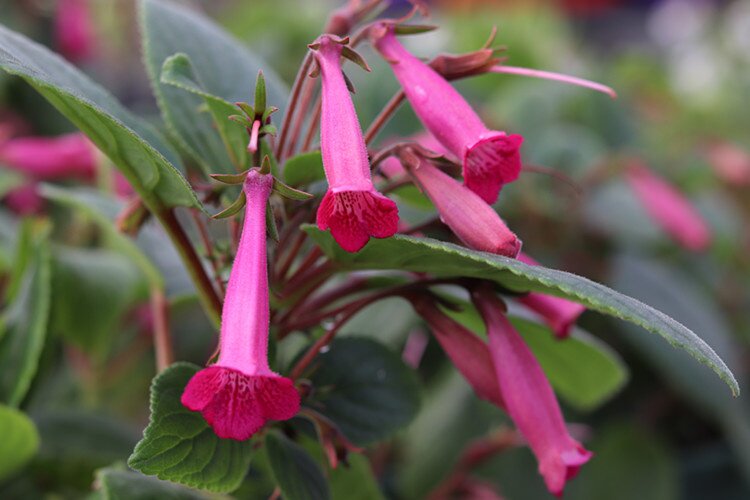花卉花苗块根苦苣苔科岩筒套筒热带岛屿加仑花卉