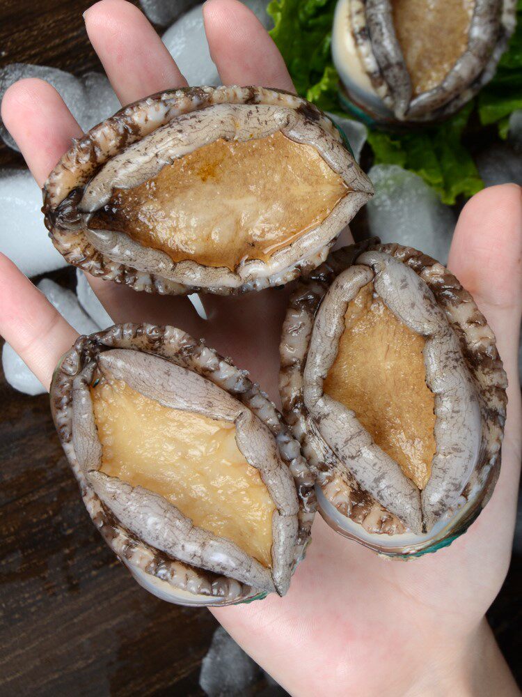 鲍鱼鲜冻青岛新鲜海海鲜水产1斤装12只包邮贝类手机保护套