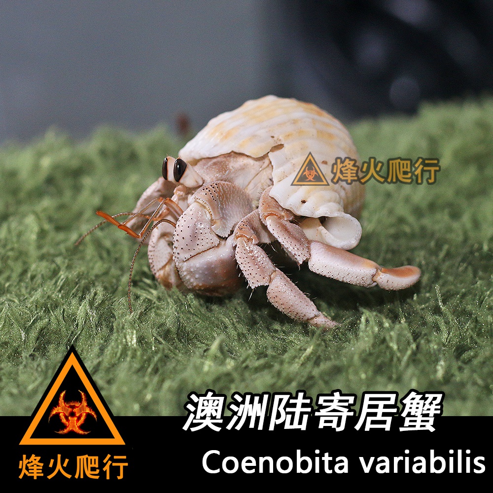 蟹寄居澳洲陆寄居蟹稀有寄居蟹宠物新手推荐活泼亲比厄瓜更好养