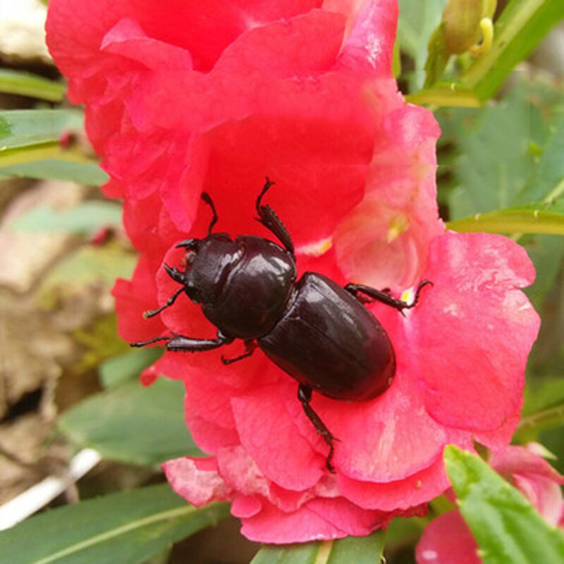 独角仙幼体成体成虫活物巨型昆虫甲虫宠物仙蛹其他爬虫