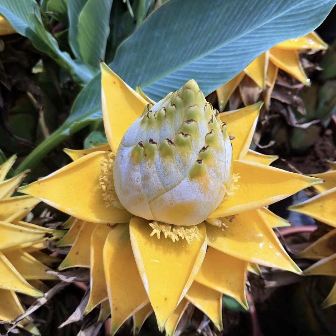 地涌金莲佛教五树花千莲花佛花室内庭院吉祥花卉