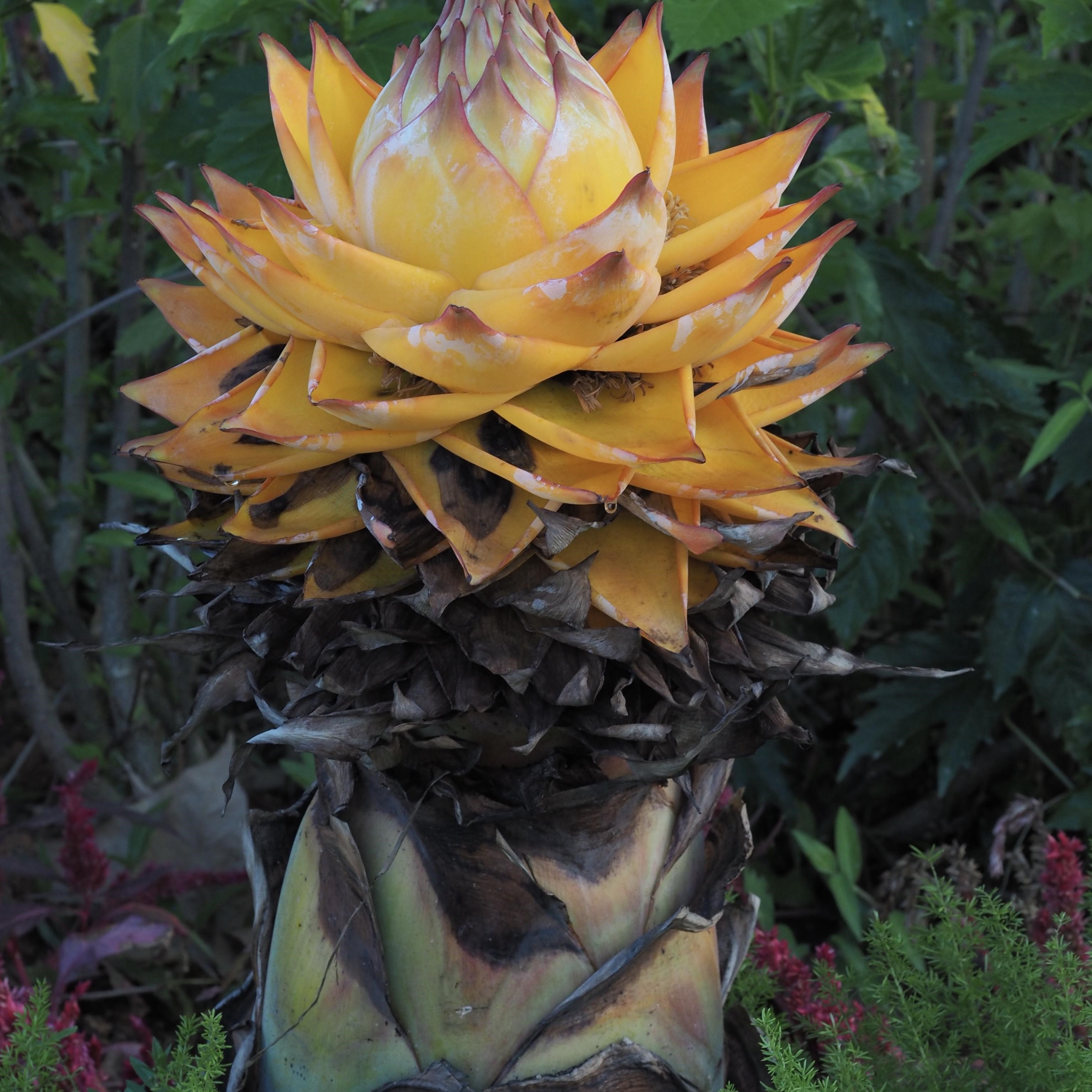 地涌金莲佛教五树花千莲花佛花室内庭院吉祥花卉