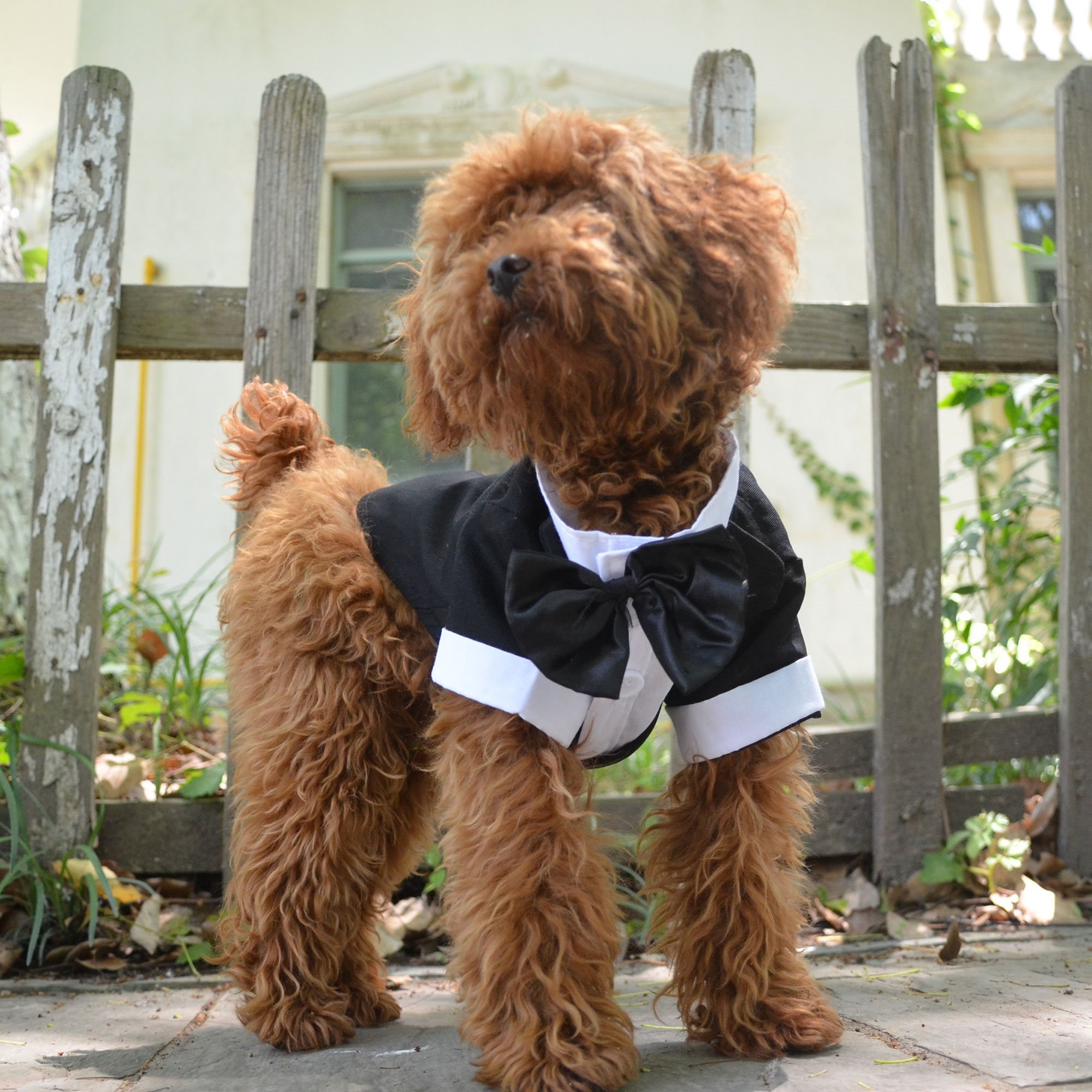 西装泰迪衣服结婚结婚礼礼服柯宠物博中犬金毛宠物服装