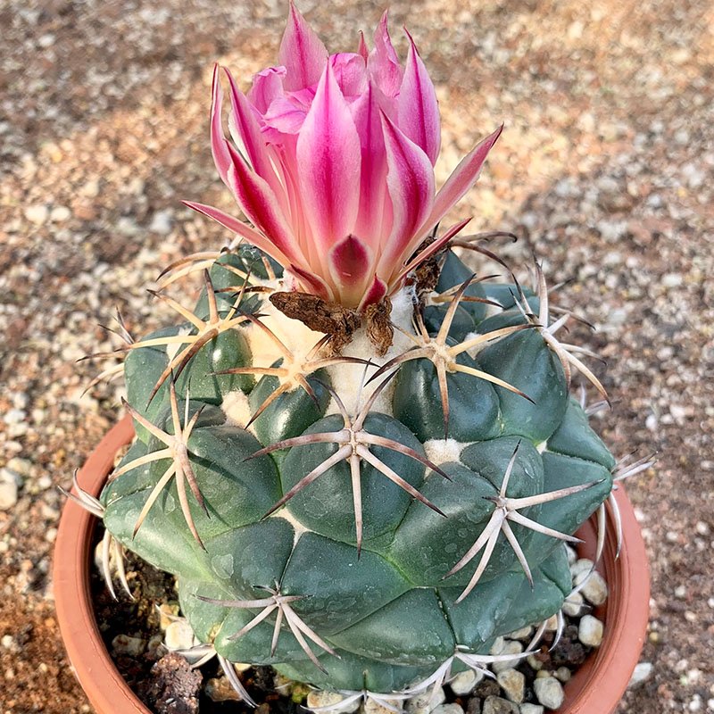 天司象牙仙人球实生萝卜稀有强刺顶花球属大颗多肉多肉植物