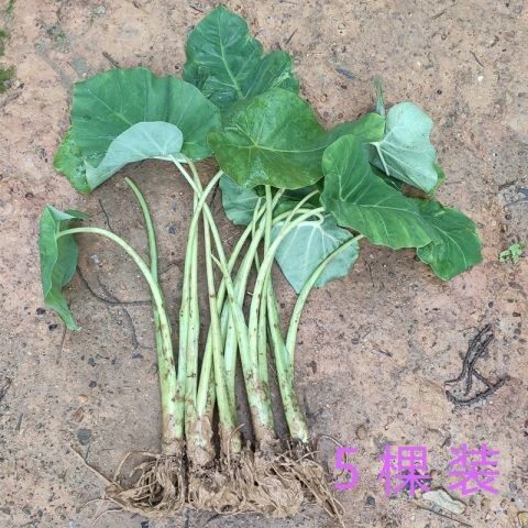 5棵装白芋苗食梗芋白梗芋白叶芋芋荷蔬菜种苗菜苗家庭园艺种子