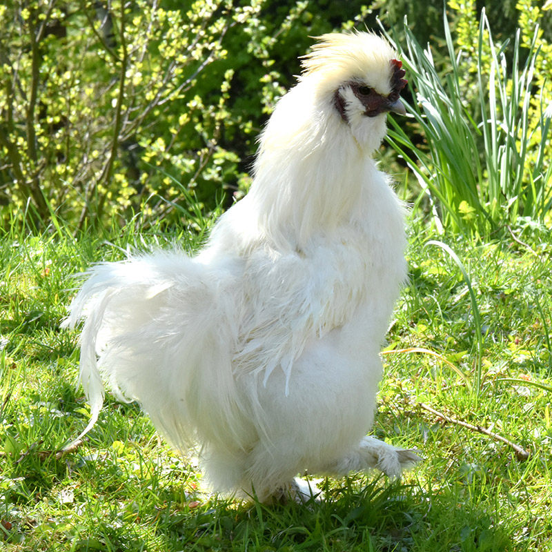 正宗乌鸡新鲜农家散养土鸡白凤乌骨鸡月子子鸡整鸡