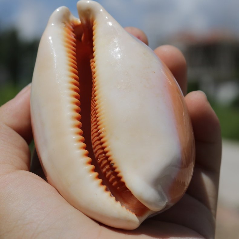 海螺贝壳黄金黄金宝宝螺天然标本鱼缸家居书架海螺