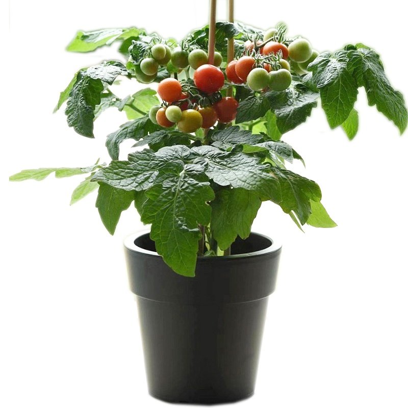 圣女果西红柿四季樱桃小番茄盆栽带果庭院生食食用绿植