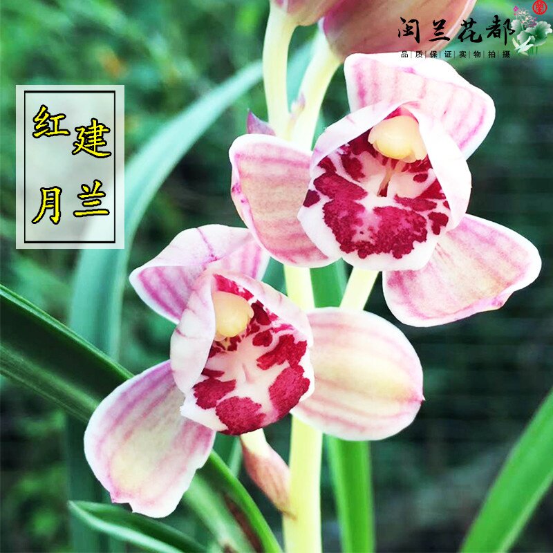 兰花花苗建兰四季兰正正格荷瓣红月夏带浓香时令草本花卉