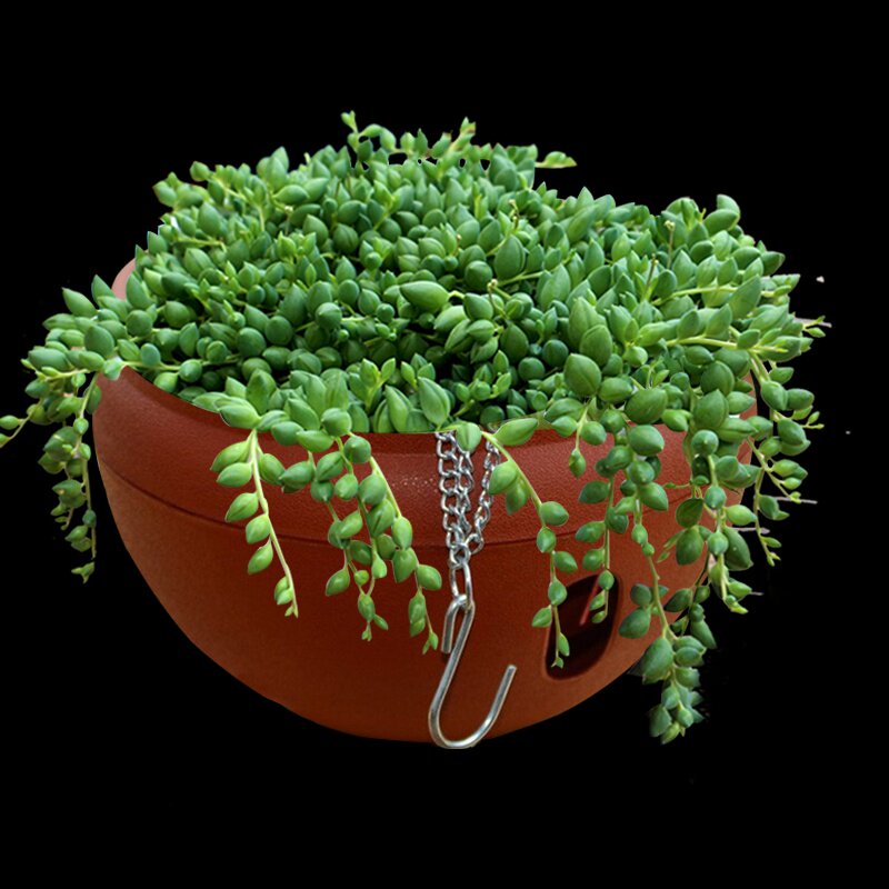 多肉老桩组合盆栽佛珠珍珠吊兰垂吊多肉植物