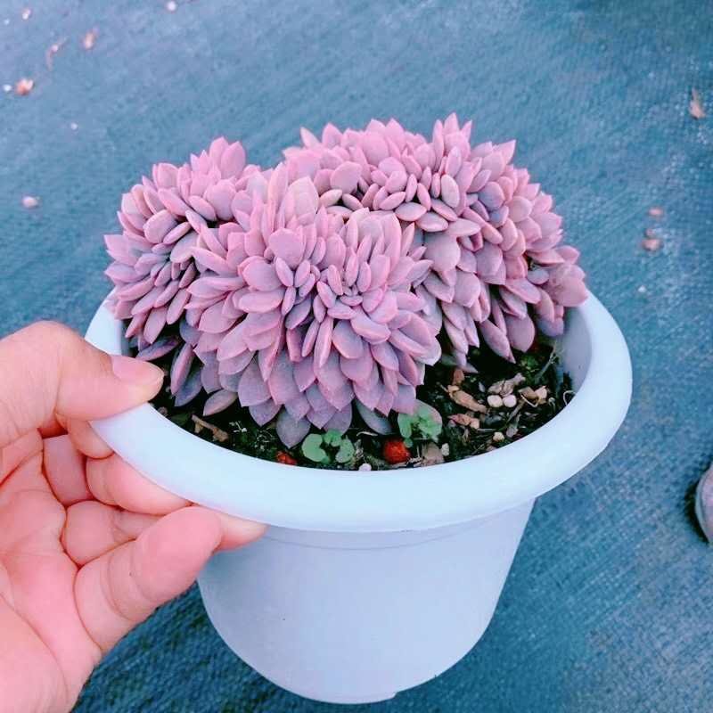 超大黛比缀化老桩多肉植物稀有品种室内阳台多肉植物