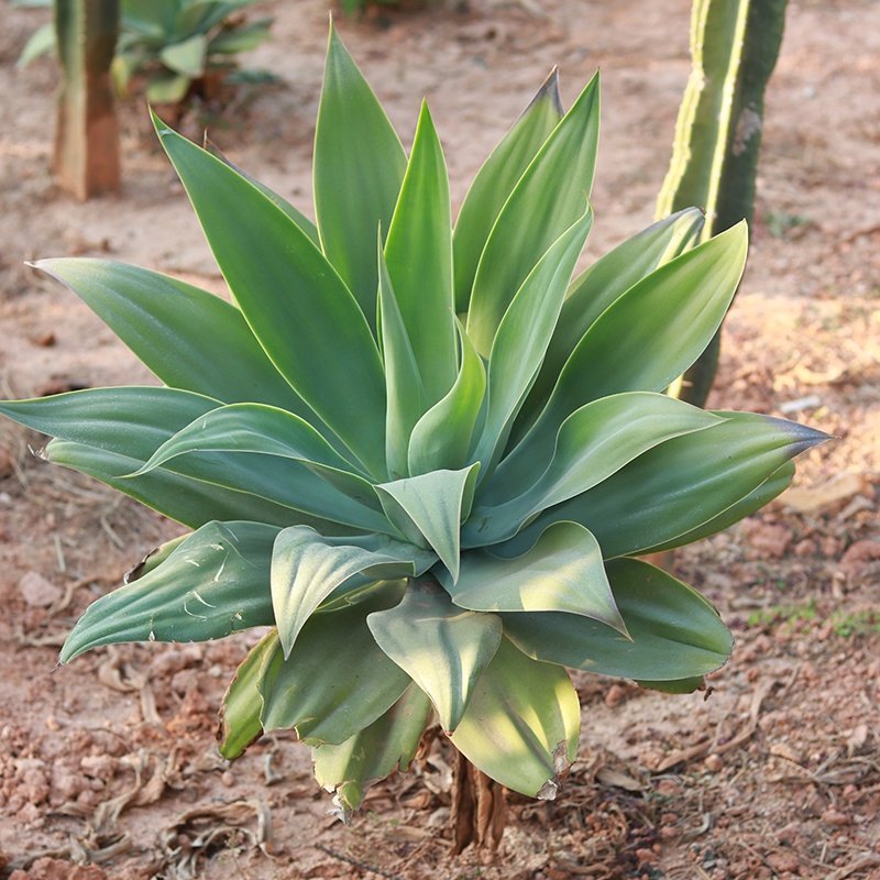 园艺艺场狐尾翡翠初绿龙舌兰无刺多植物多肉植物