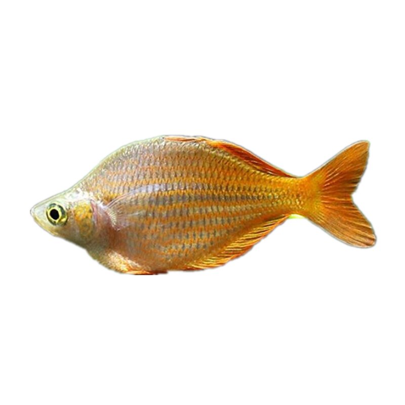 美人鸽子石美人红苹果水缸活体淡水观赏鱼热带美人鱼鱼