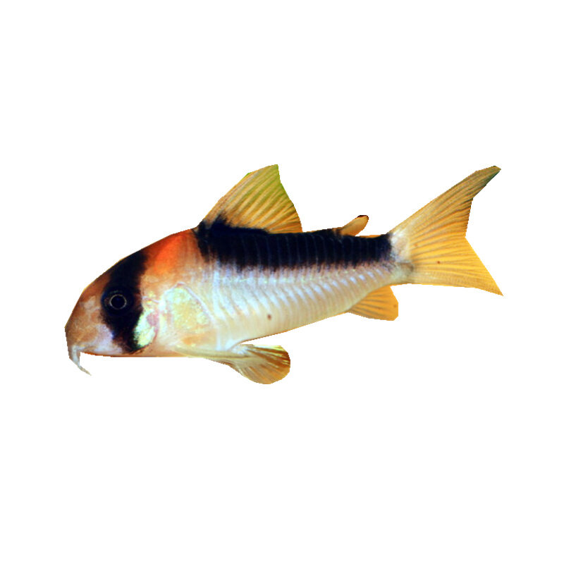 22黑金红头金翅珍珠熊猫咖啡精灵鼠鱼活体南美底栖老鼠鱼清缸工a-mc