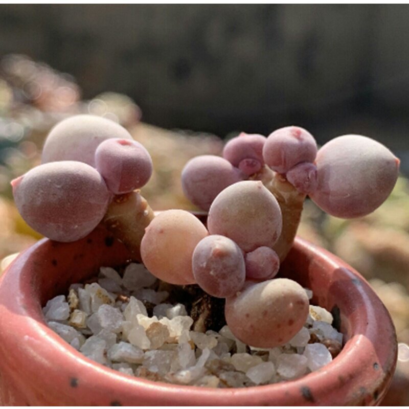 奶酪多肉彩虹蛋黄水光针老桩植物稀有品种罕见多肉植物