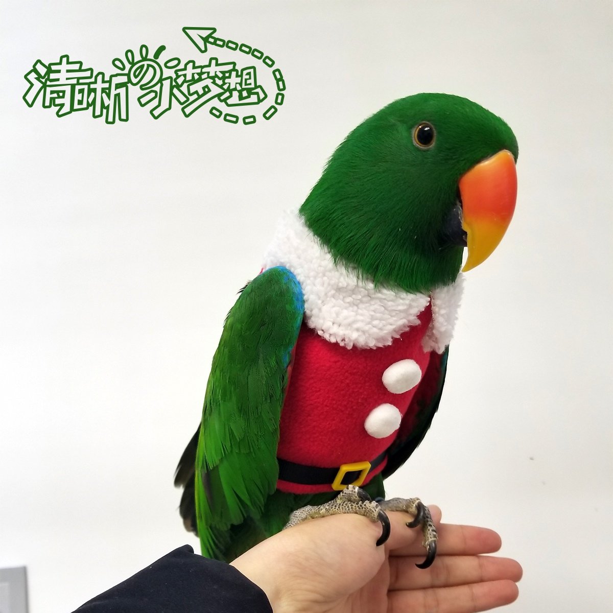 清晰家鹦鹉玄凤秋冬加厚保暖衣服飞行服卫衣帽宠物服装