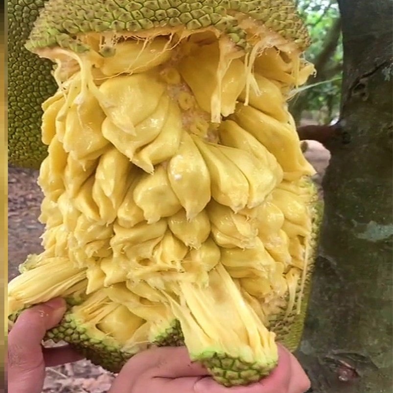 海南菠萝蜜湿苞整个树木榴莲蜜包软糯广东当季菠萝蜜