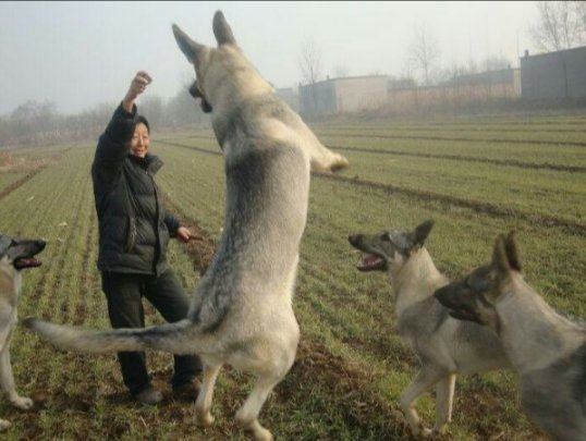纯种狼青犬幼活体巨型大型青狼狼犬幼崽日本畜牧