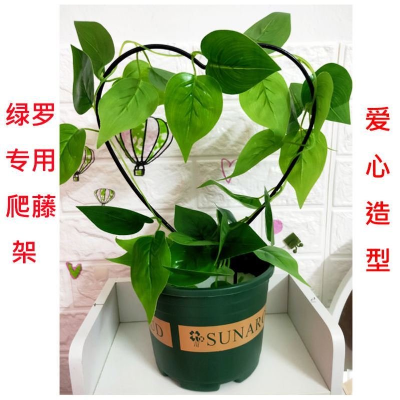 室内心形花架山乌龟绿萝爬藤架子绿植攀爬支架绿植