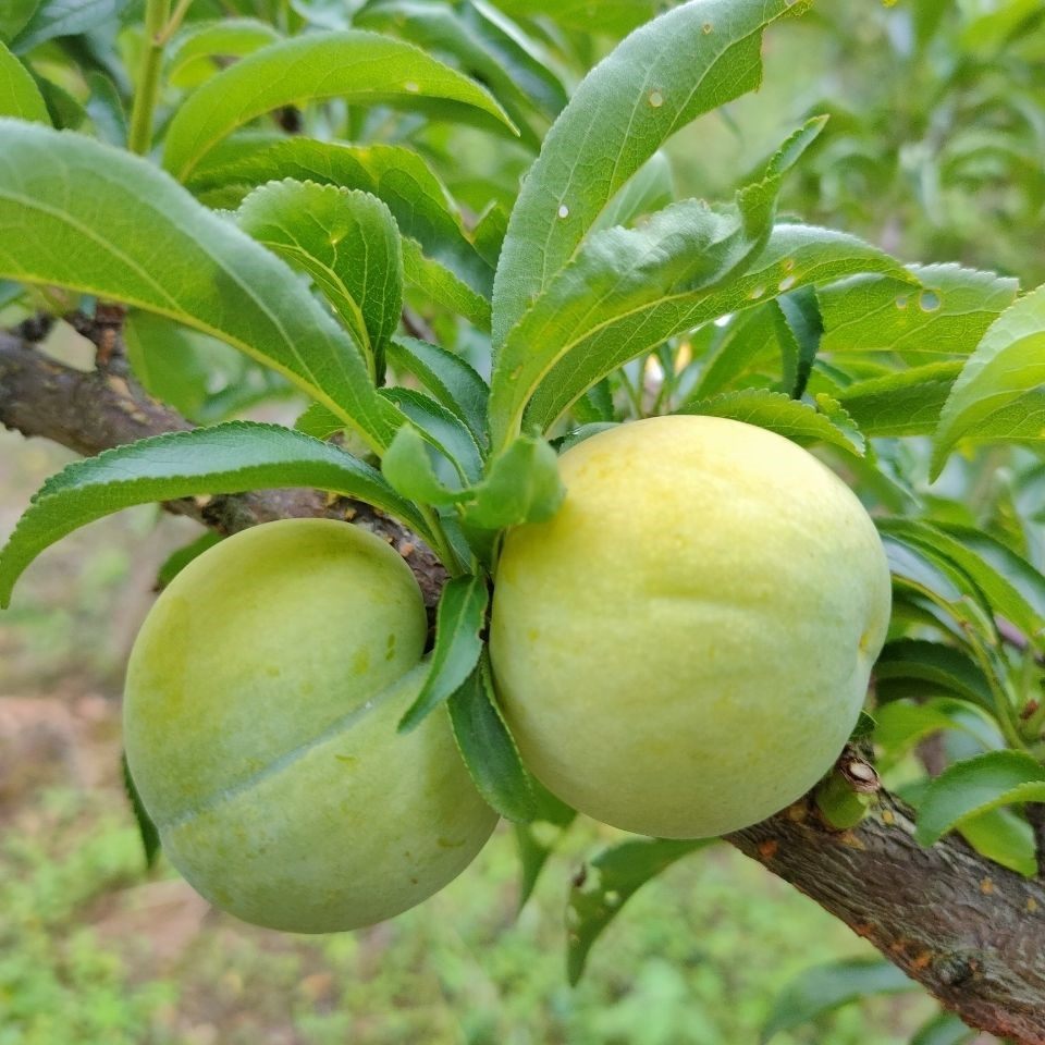 脆李包邮水果应季新鲜李新鲜现货脱骨李子贵州李子