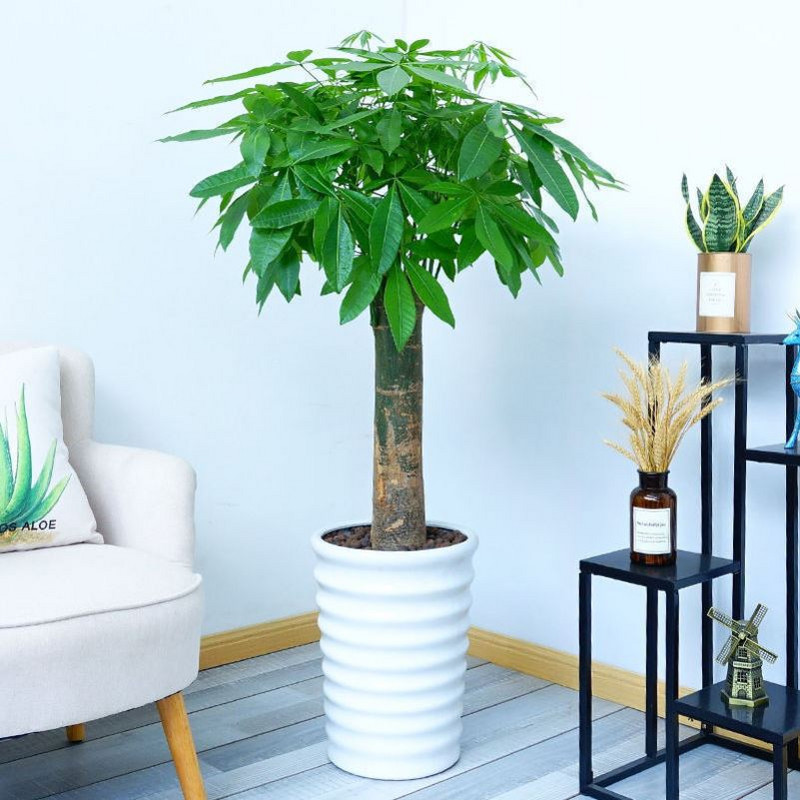 发财树招财开业乔迁送人搬家办公室客厅室内室外绿植