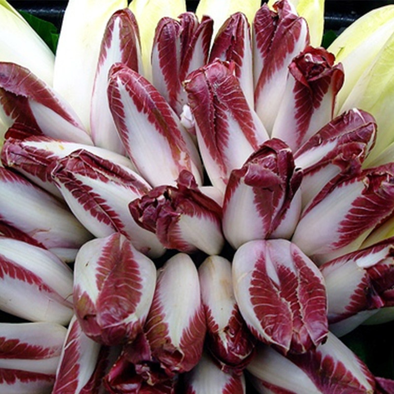 软化菊苣种子籽红菊苣根种苗菊苣子种食用阳台蔬菜种孑金玉兰菜种