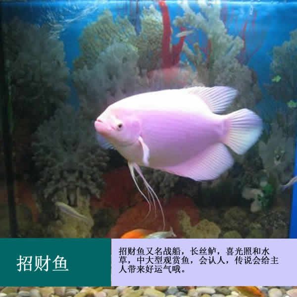 招财红眼风水鱼古战船红尾热带中大型观赏鱼包邮鱼