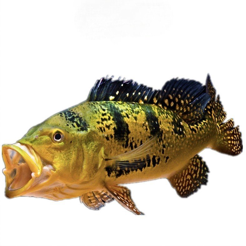 西亚巴西鱼短三间蓝帆眼斑配鱼龙鱼鱼龙活体鱼