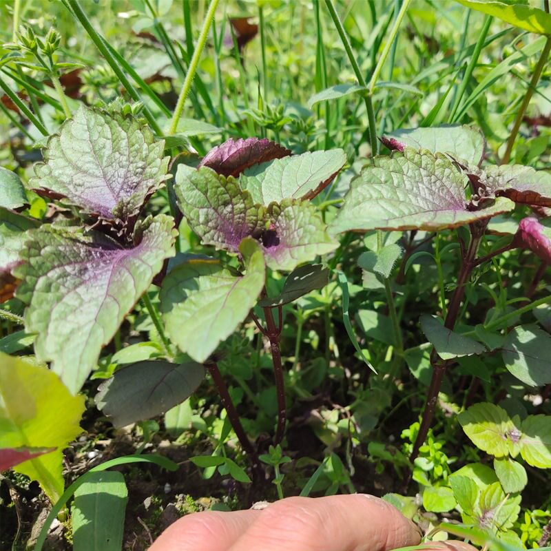 紫苏叶野生苏子叶子叶农家新鲜去腥食用香料紫苏绿植