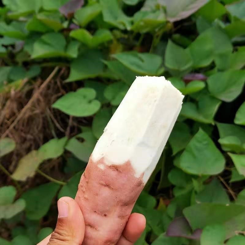 白蜜薯白心哈密2021新鲜现挖冰糖糖心红薯地瓜番薯