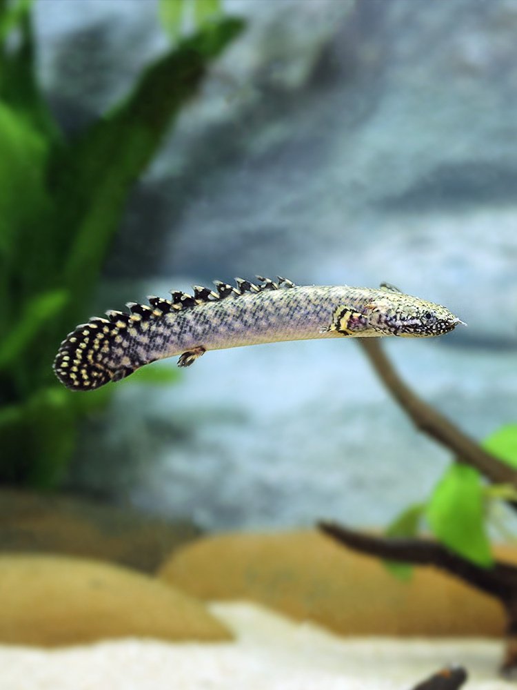 恐龙龙鱼大花鱼苗热带鱼中大型观赏鱼凶猛水族宠物鱼