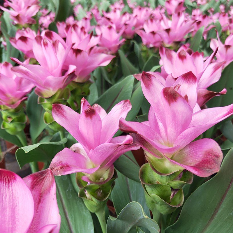 姜荷花开花花卉超长花期植物耐热好养四季阳台花卉