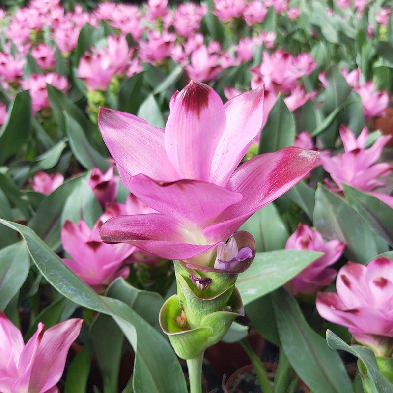 姜荷花开花花卉超长花期植物耐热好养四季阳台花卉