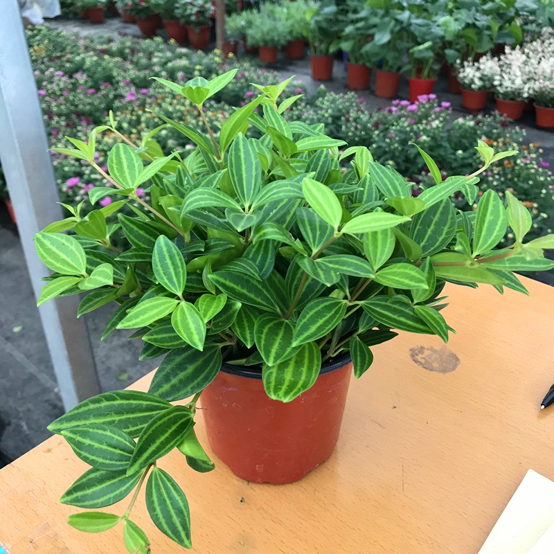 钻石翡翠盆栽吊兰植物花卉室内净化空气四季常青绿植