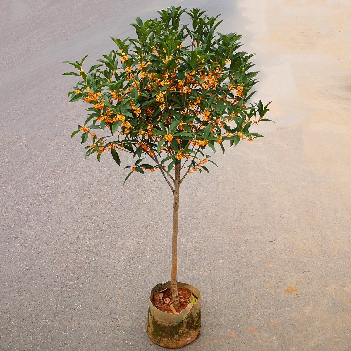 桂花树苗花卉四季黄金大型朱砂原生月月八月绿植