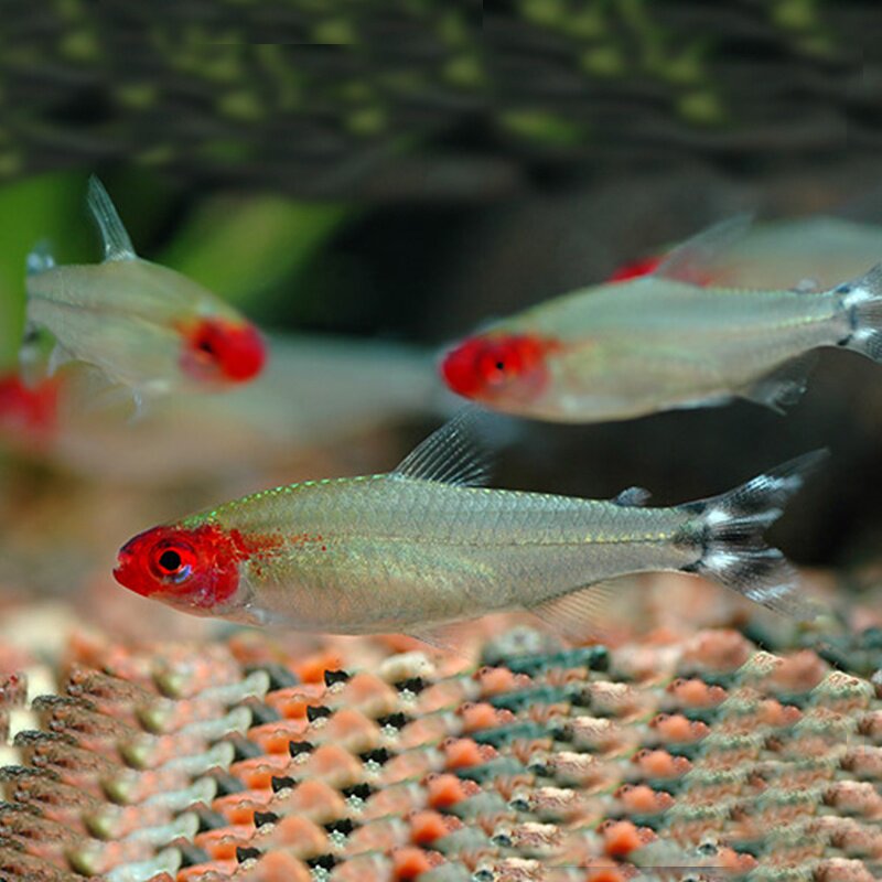 大号科白金红鱼苗剪刀刀鱼鼻子小型游观灯鱼鱼