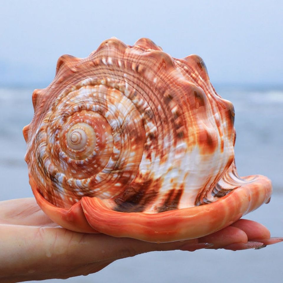 天然贝壳海螺超大1718厘米万宝螺宝螺海螺