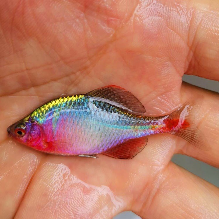 鳑鲏七彩火山鱼鳑鲏鱼彩高体鳑彩石中华鳑波鱼