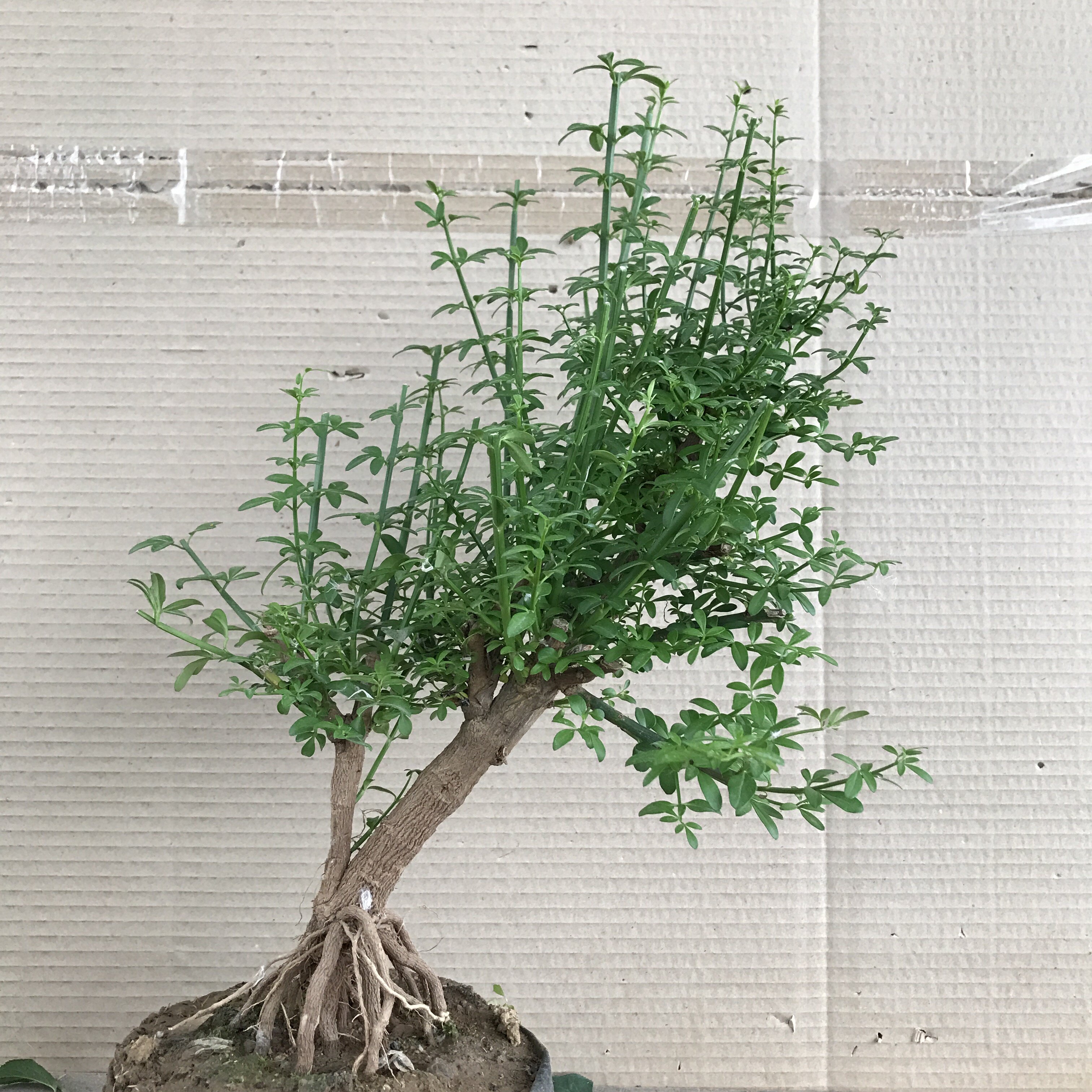 盆栽盆景春花精品提根造型树桩小叶虎蹄迎春绿植