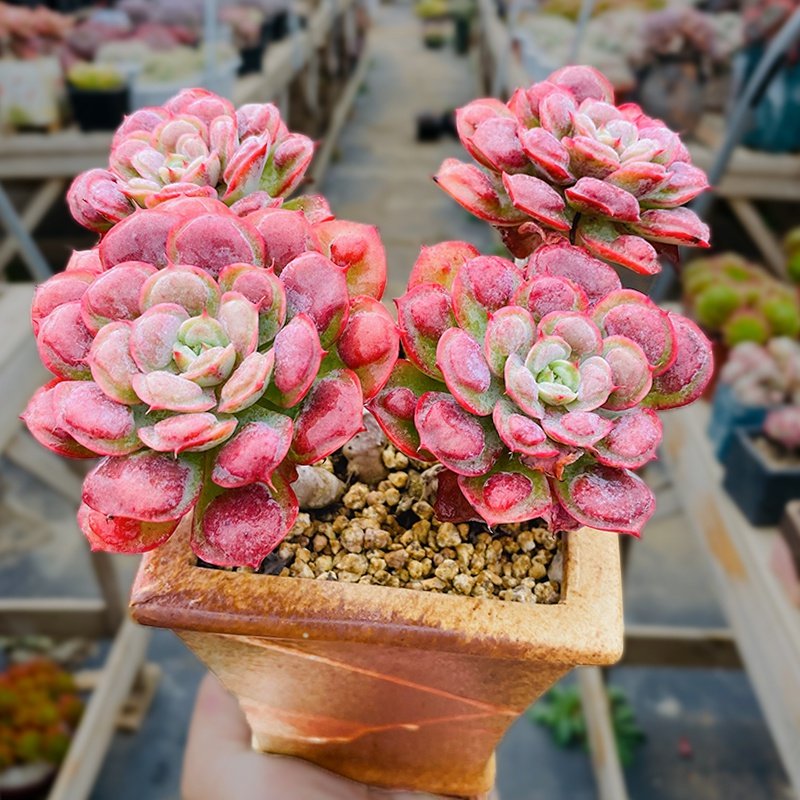 多肉多头雨滴老桩巨型植物稀有品种室内精品多肉植物