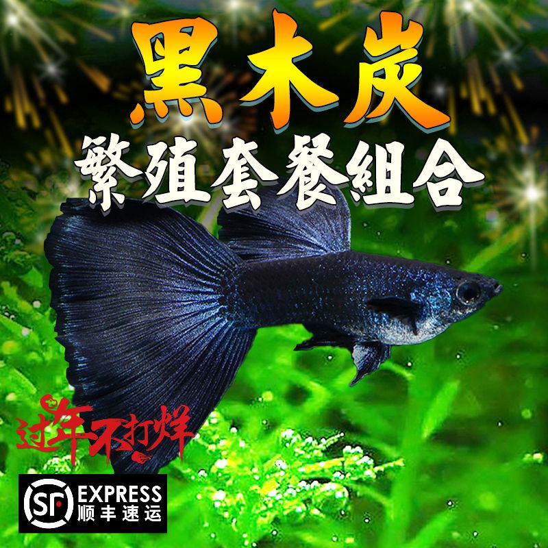 黑木木炭纯种孔雀鱼孕临产热带观赏鱼小型鱼黑鱼