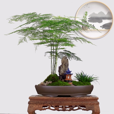 室内盆景花卉假山植大青苗文竹办公桌造型客厅绿植